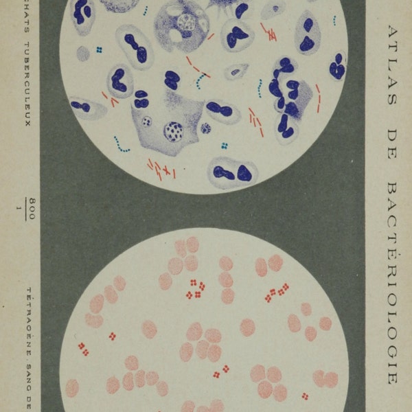 Antique print.1900'.Lithograph in color.BACTERIUM.114 years old print.Antique Science print.Biology print.6x9.4 inches.