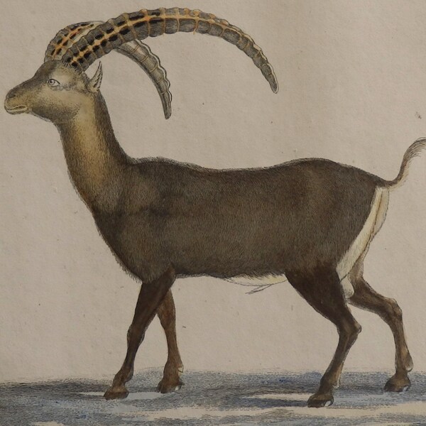 1822 Gorgeous Antique print "CAPRA IBEX".Copper engraving.Hand colored.By Johann Wolf.196 year old print.9x7 inches or 18x23 cm.