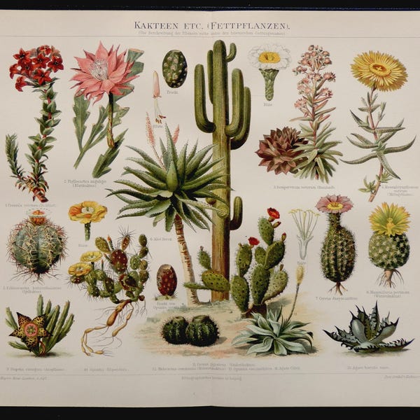 1893.Antique print.Botany lithograph in color: "Plants.Cactus" 124 year old print.Botany print.Old print.11.7x9,4 inches.Vintage poster.