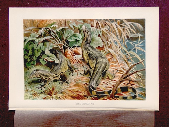 1893 Chromolithograph Lizard Natural History Digital Download: Antique Print