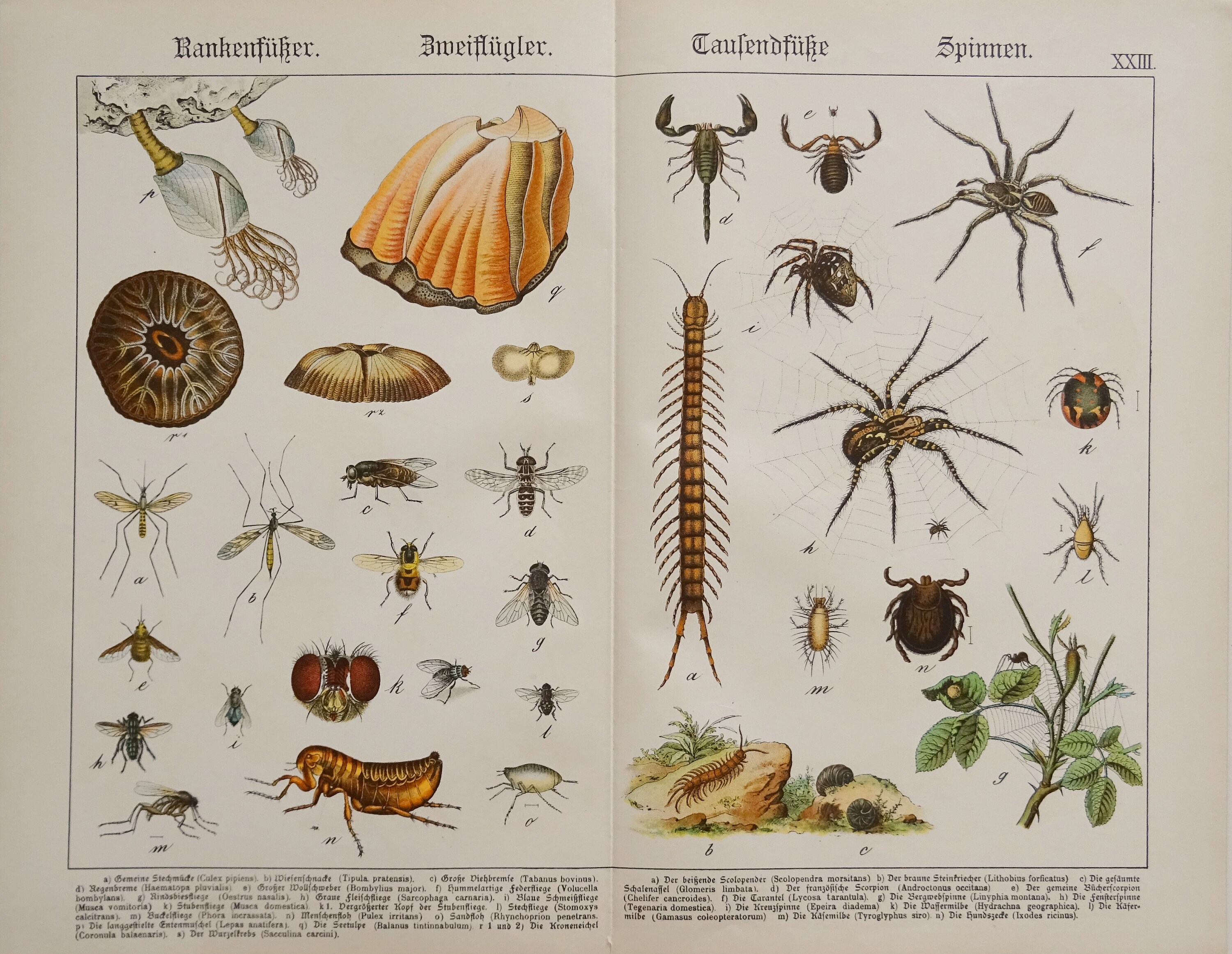 Antique Print Of Entomology Published In Etsy Antique Print Of Entomology Published In Etsy
