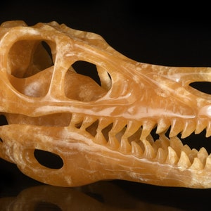 Enorme! Scultura in calcite arancione naturale da 9,88&quot; e 1473 g, teschio di T-Rex intagliato a mano, statuetta da collezione di teschio di cristallo di dinosauro, n. 34J05, Joancarving