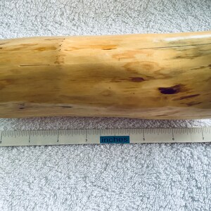 May include: A light brown wooden cylinder with a natural wood grain pattern. The cylinder is approximately 8 inches long and has a slightly curved shape. It is measured with a ruler that reads "inches".
