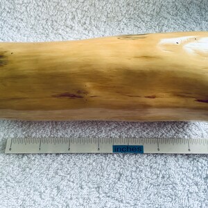 May include: A light brown wooden log, approximately 18 cm long, with a smooth, polished surface. The log has a natural, rustic appearance with subtle variations in colour and texture.