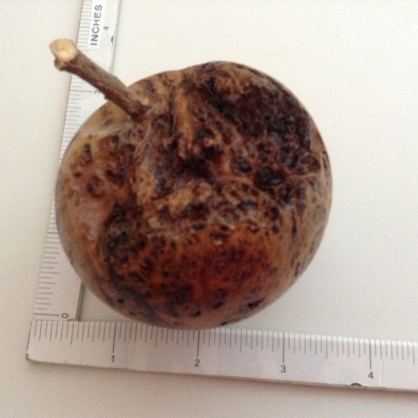 OOAK Hand Turned  Very Rare Wood Apple. Brown Mallee Burr From Australia.