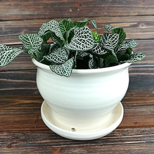 Ceramic Planter with attached drainage tray, Indoor Plant Pot, 6.5 inches wide bty5.5 inches tall, planter gift, ready to ship