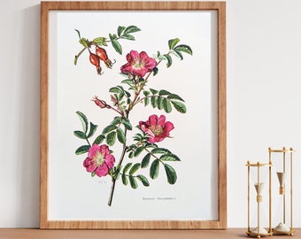 Berg-Rose originaler Druck von 1960 vintage Poster Wildpflanze botanische Illustration