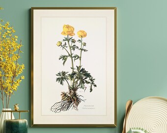 Globeflower botanical print from 1959 vintage poster original medicinal plant illustration