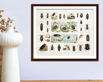 Escarabajos litografía antigua de 1897 cartel vintage insectos originales ilustración antigua