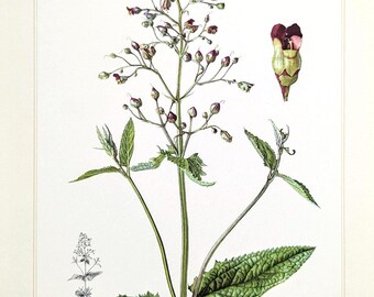May include: Botanical illustration of a plant with a central stem, green leaves, and small purple and green flowers. The detailed drawing includes a close-up of a single flower and a smaller plant illustration, all set against a white background.