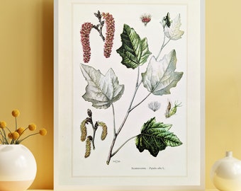 Silberpappel originaler Druck von 1959 vintage Poster Pappel botanische Illustration