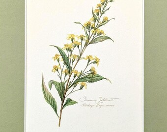 May include: Botanical illustration of a goldenrod plant with yellow flowers and green leaves. The artwork is on a white background with the scientific name "Solidago Virga aurea" written in cursive script.