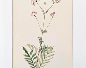 Valerian vintage plant print from 1954, medicinal plant antique lithograph, wild herbs botanical illustration with passe-partout