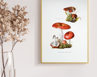 Cherry red puffball original print from 1959 vintage poster poisonous mushrooms botanical illustration