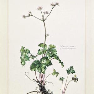 Waldsanikel Vintage Pflanzen Druck von 1959 Heilpflanze originale Illustration Wildkräuter botanische Lithographie Geschenk für Naturfans