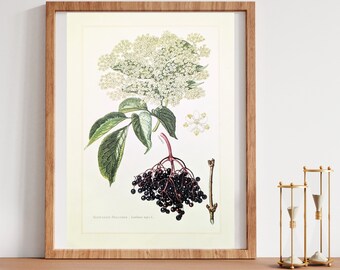 Black elderberry original print from 1959 vintage poster medicinal plant botanical illustration