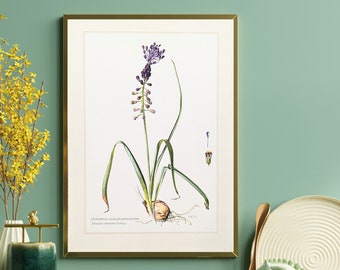 Traubenhyazinthe originaler Druck von 1959 vintage Poster Wildblumen botanische Illustration