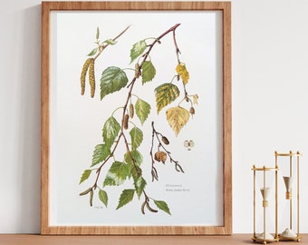 Weißbirke originaler Druck von 1960 vintage Poster Heilpflanzen botanische Illustration