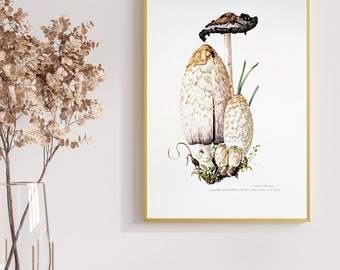 Ink mushroom original print from 1959 vintage poster edible mushroom botanical illustration