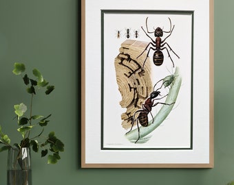 Giant ant original print from 1961 vintage poster insects old illustration