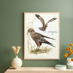 Marsh Harrier original print from 1952 vintage poster bird of prey old illustration image 1