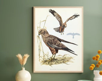 Marsh Harrier original print from 1952 vintage poster bird of prey old illustration