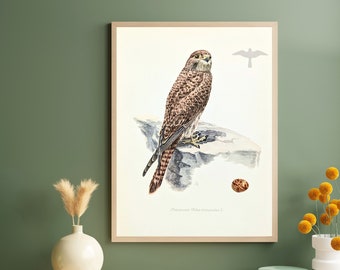 Kestrel original print from 1952 vintage poster bird of prey old illustration