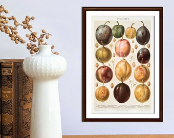 Plums antique lithograph from 1897 vintage poster original fruit varieties stone fruit