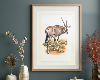 Beisa Oryx original print from 1959 vintage poster antelope old illustration