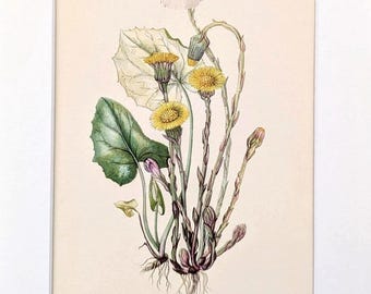 May include: Botanical illustration of a plant with yellow flowers, green leaves, and a white, fluffy seed head. The plant's roots are visible. The text at the bottom reads "Huflattich Tussilago Farfara."