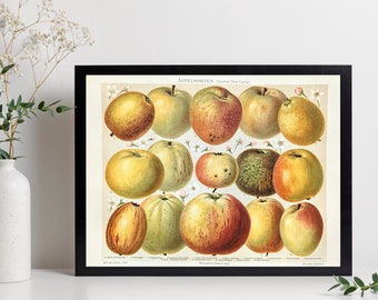 Apples original lithograph from 1897 vintage poster apple varieties botanical illustration