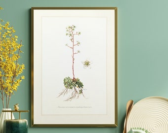 Saxifrage original print from 1959 vintage poster garden plant botanical illustration