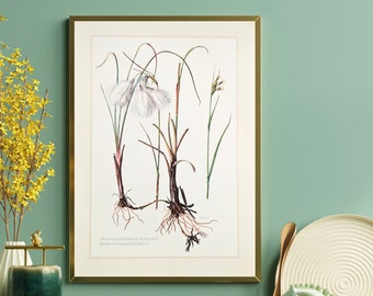 Wollgras botanischer Druck von 1959 vintage Poster original Wildpflanze Illustration