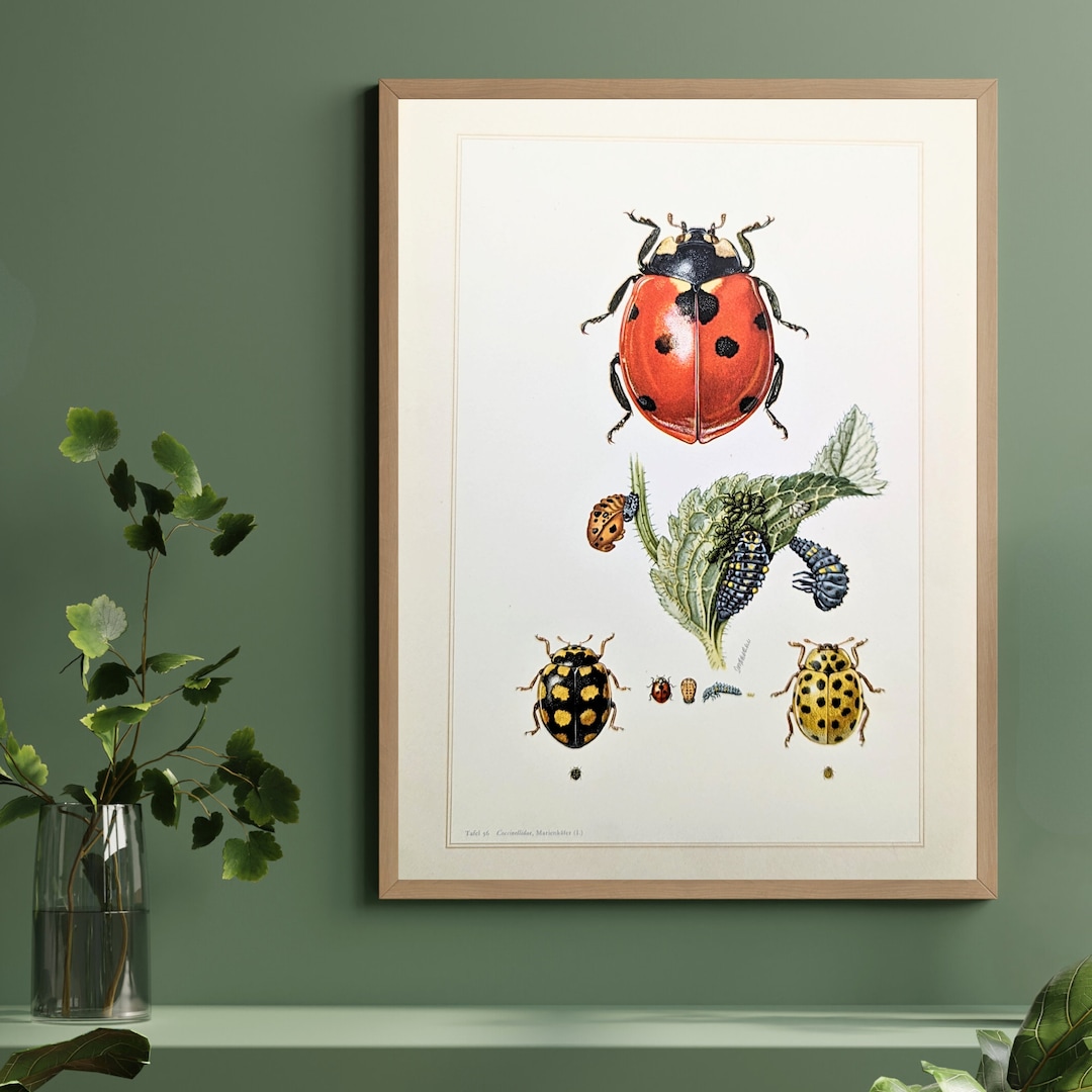 Ladybug Original Insect Print From 1956 Vintage Poster Beetle Antique ...