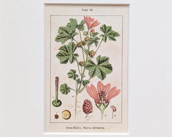 Może przedstawiać: Oprawiony botaniczny wydruk Ross-Malve, Malva sylvestris, z szczegółowymi ilustracjami liści, kwiatów i systemu korzeniowego rośliny. Wydruk ma kremowe tło i jest oznaczony jako "Tafel 63."