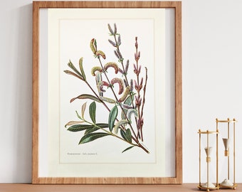 Purple willow original print from 1959 vintage poster willow botanical illustration