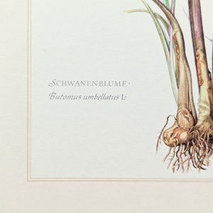 Swan flower original print from 1959 vintage poster medicinal plant botanical illustration image 5