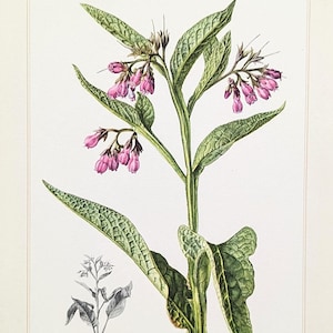 Beinwell Vintage Pflanzen Druck von 1959 Wildkräuter originale Lithographie Wildpflanzen botanische Illustration Geschenk für Gärtner