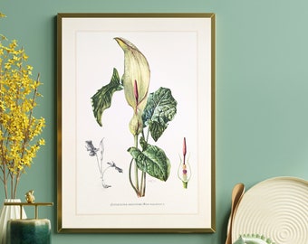 Arum original print from 1959 vintage poster medicinal plant botanical illustration