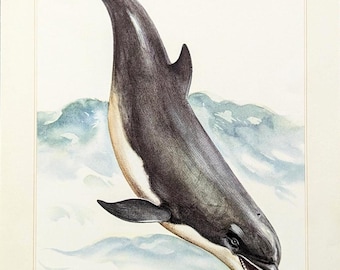 May include: A vintage illustration of a dolphin, rendered in shades of gray, black, and white. The dolphin is depicted leaping out of the water, with its mouth open, revealing teeth. The artwork has a classic, detailed style, with soft watercolor-like textures.