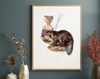 Beaver original print from 1959 vintage poster wildlife old illustration