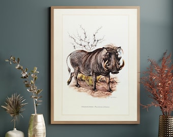 Warthog original print from 1959 vintage poster wild boar old illustration