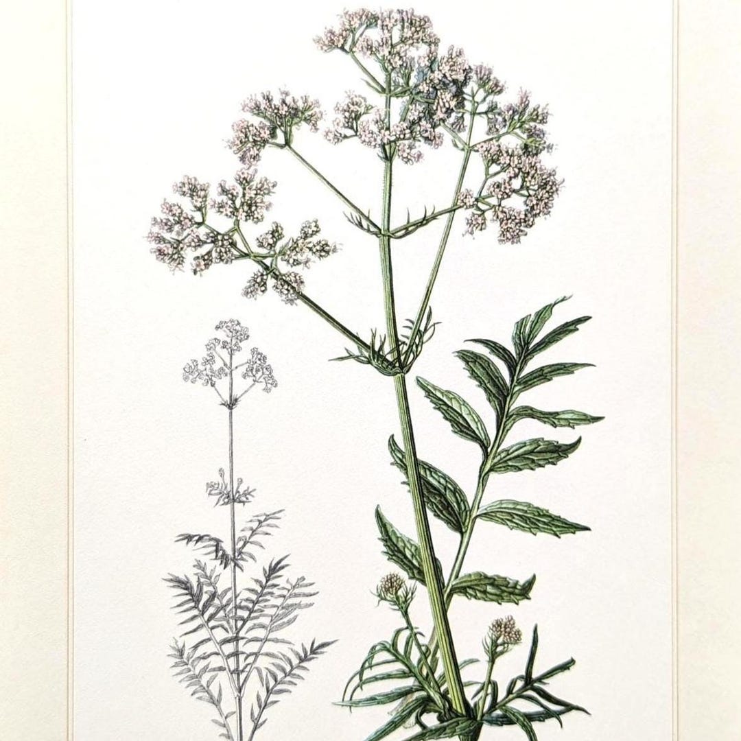 VALERIAN パンフレット Valerian Vintage Plant Print From 1959, Medicinal Plant, Botanical