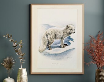 Arctic fox original print from 1959 vintage poster wildlife old illustration