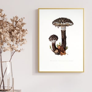 Strubbelkopfröhrling botanical print from 1959 vintage poster original edible mushroom illustration