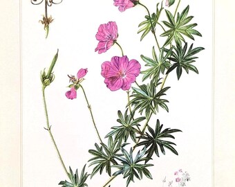 Może przedstawiać: Ilustracja botaniczna kwitnącej rośliny z żywymi różowymi kwiatami i zielonymi liśćmi w kształcie gwiazdy. Szczegółowa grafika przedstawia strukturę rośliny, w tym łodygi, pąki i delikatne płatki kwiatów, na białym tle.