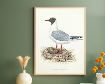 Black-headed gull original print from 1952 vintage poster wild birds old illustration