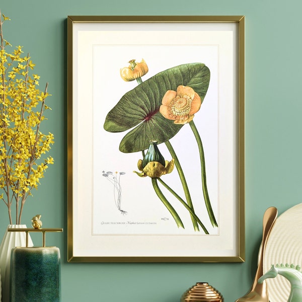 Yellow pond lily original print from 1959 vintage poster water lily botanical illustration