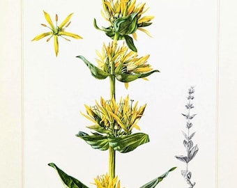 May include: Botanical illustration of a yellow flower with green leaves. The flower is depicted in detail, with a close-up of a single flower and a side view of the plant. The background is white.
