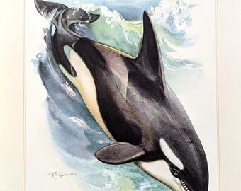May include: Watercolor painting of a killer whale, or orca, breaching the water's surface. The whale is black and white with a dorsal fin. The water is blue and green with white waves. A second dorsal fin is visible in the background.